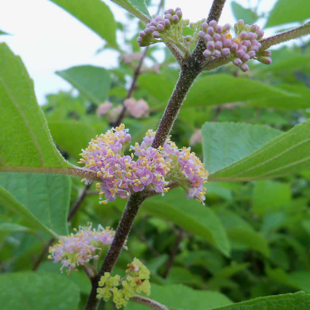 How to Plant and Grow Beautyberry