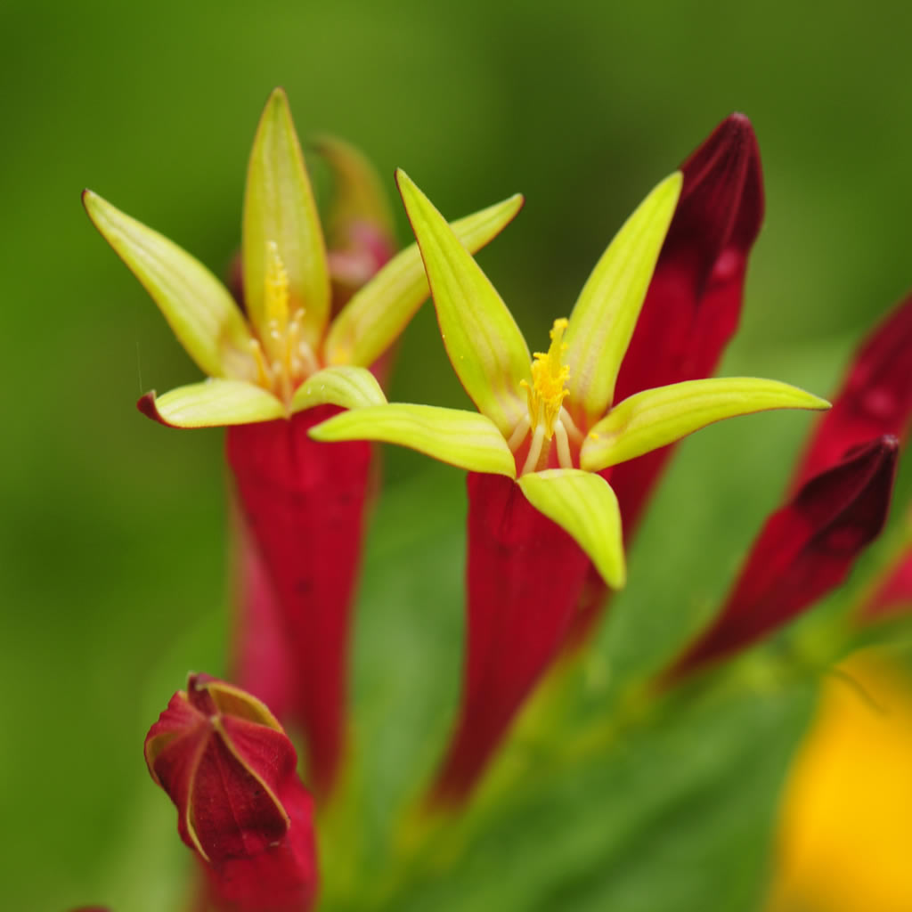 Indian Flower