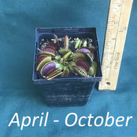 Big Mouth Venus Flytrap in a 3 x 4 in. (16 fl. oz.) nursery container from April to October