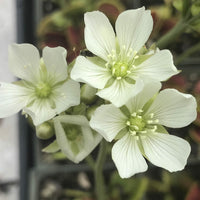 Close up of the white flowers of Dionaea muscipula ‘Big Mouth’