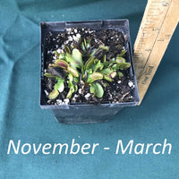 Big Mouth Venus Flytrap in a 3 x 4 in. (16 fl. oz.) nursery container from November to March