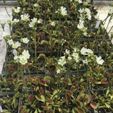 Tray of Big Mouth Venus Flytrap in flower