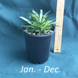 Fire Pink in a 4 x 5 in. (32 fl. oz.) nursery container between January and December 