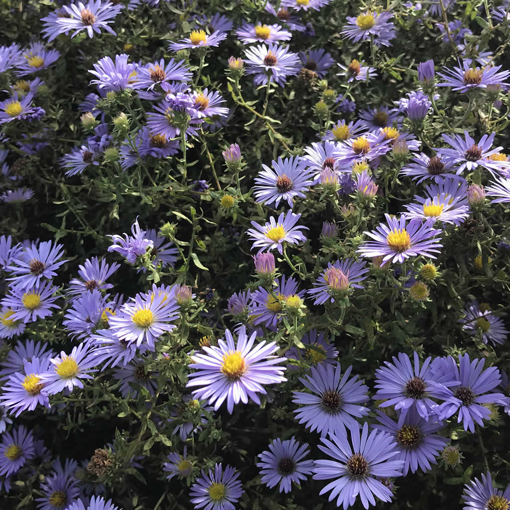 Raydon's Favorite Aster Plants For Sale Online 