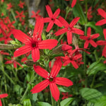 Close up of the red flowers of Fire Pink (Silene virginica)