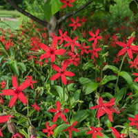 Fire Pink plant growing in a garden and flowering in April