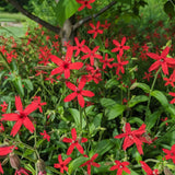 Fire Pink plant growing in a garden and flowering in April