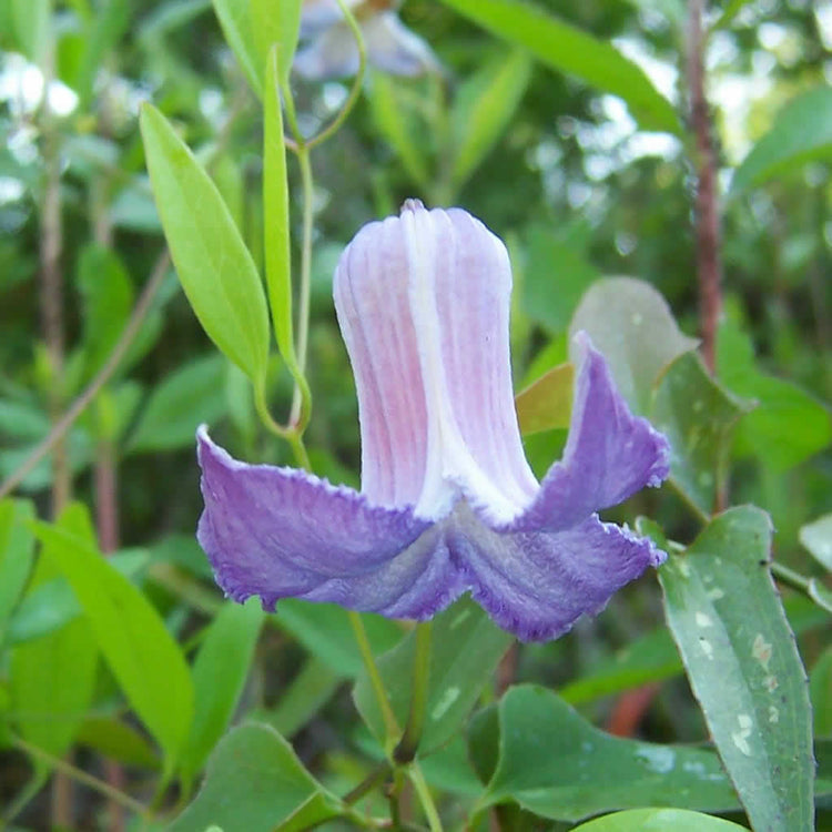 Clematis crispa