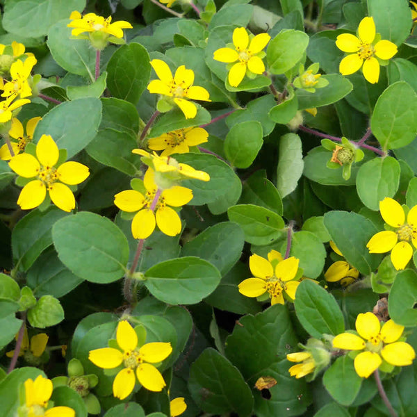 Green and gold in bloom